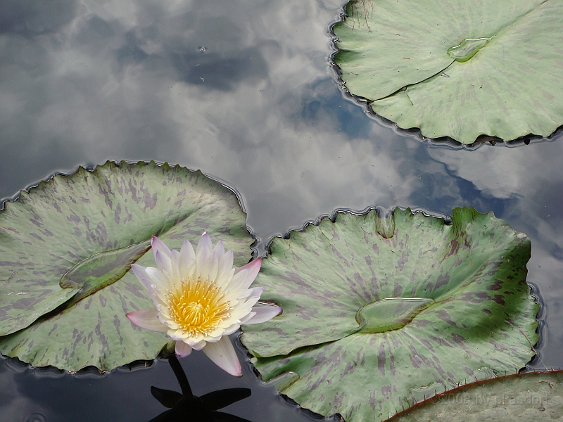 275 Longwood Gardens [2008 August 23].JPG - Longwood Gardens in Pennsylvania
